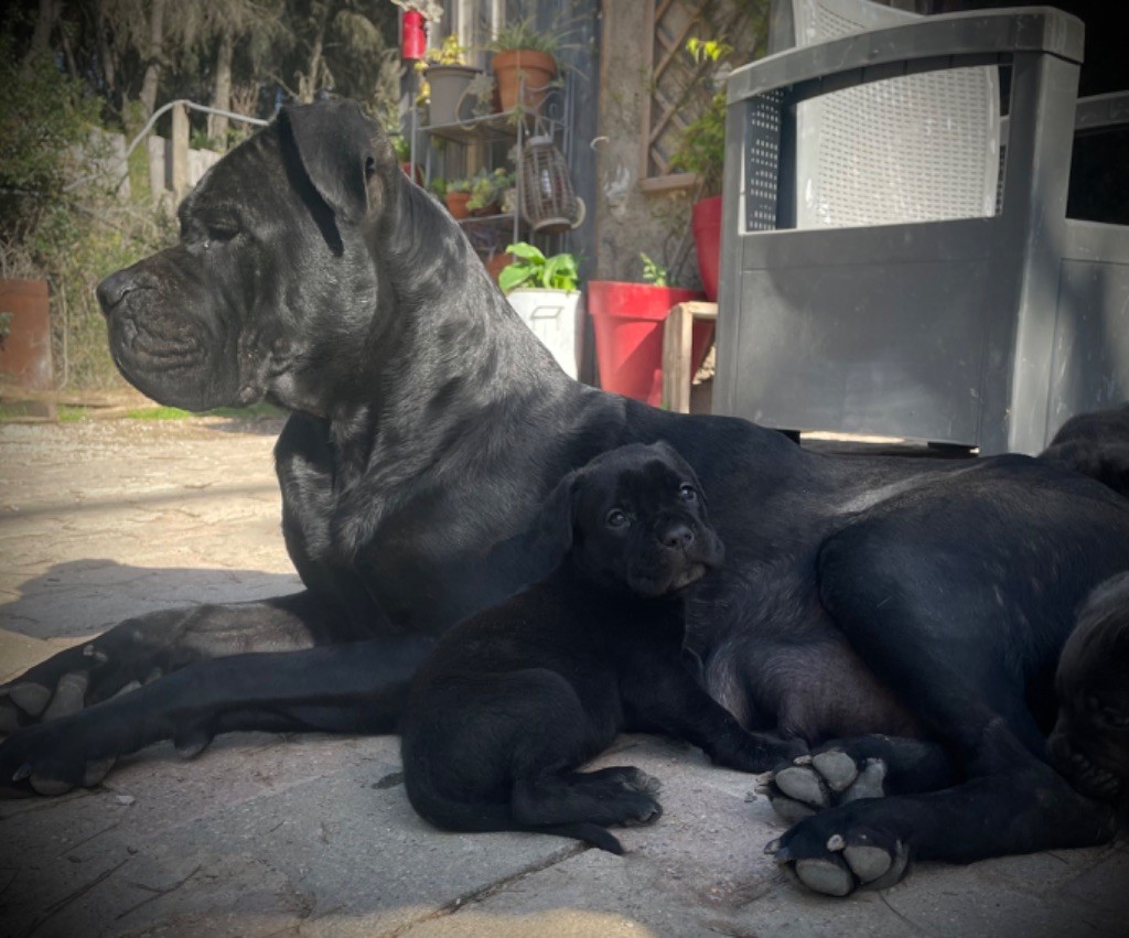 Du Mas Des Origines - Chiot disponible  - Cane Corso