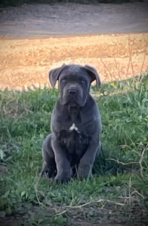 chiot Cane Corso Du Mas Des Origines