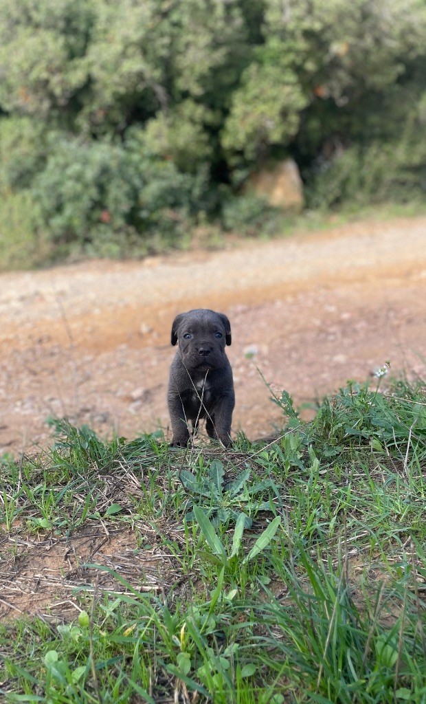 Du Mas Des Origines - Chiot disponible  - Cane Corso