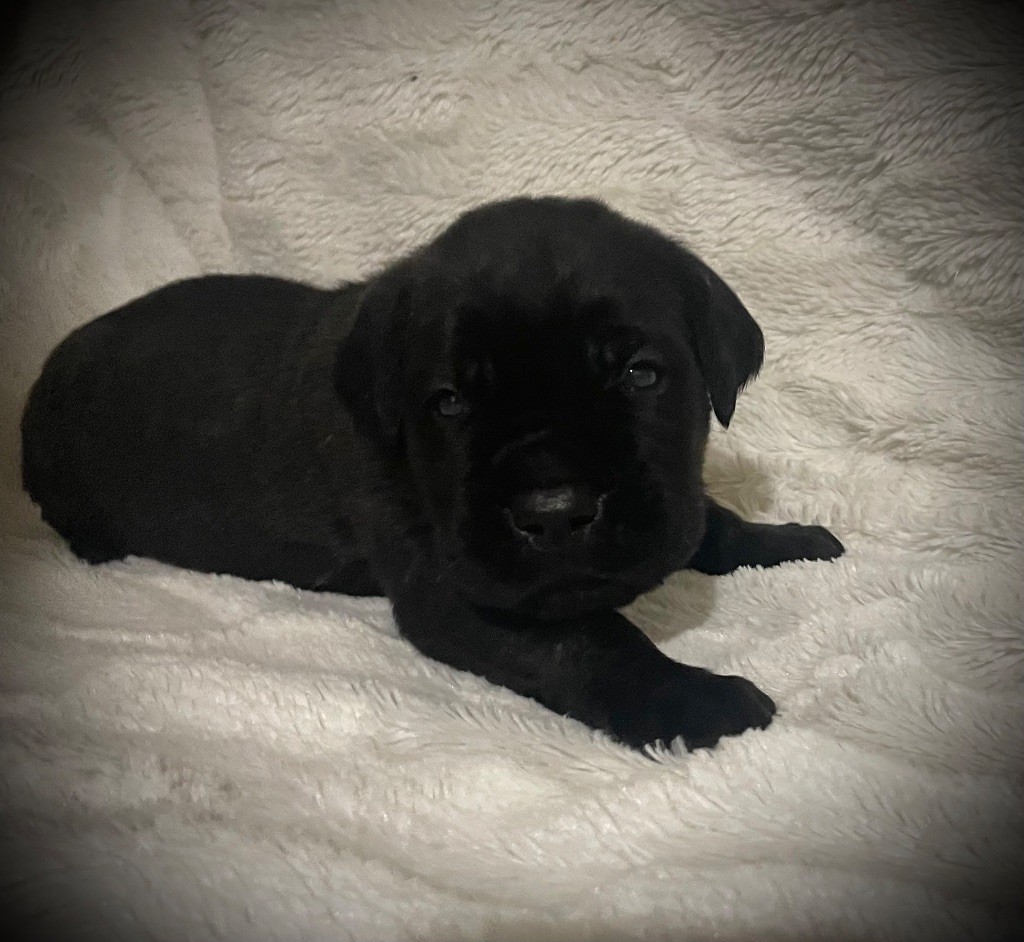 Du Mas Des Origines - Chiot disponible  - Cane Corso