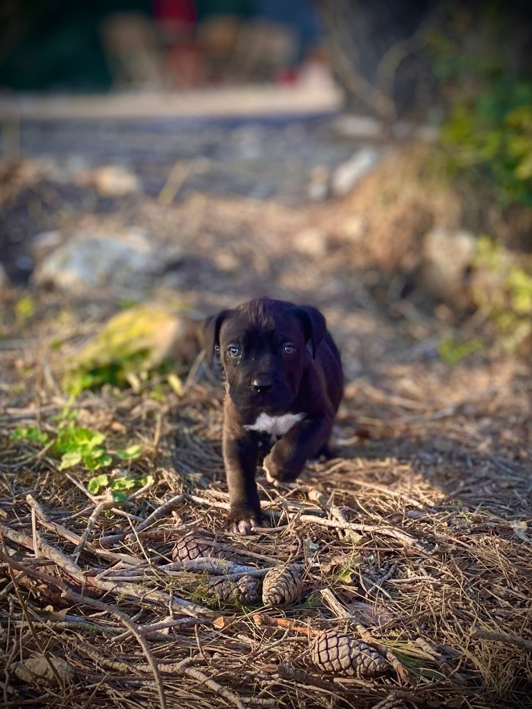 Du Mas Des Origines - Chiot disponible  - Cane Corso