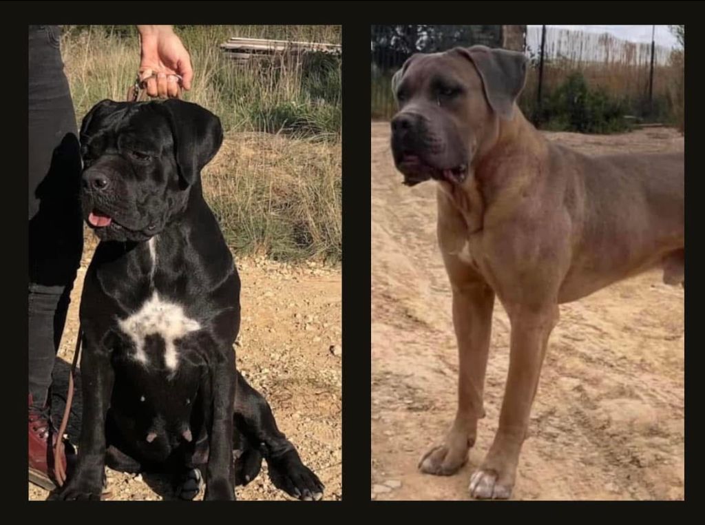 chiot Cane Corso Du Mas Des Origines