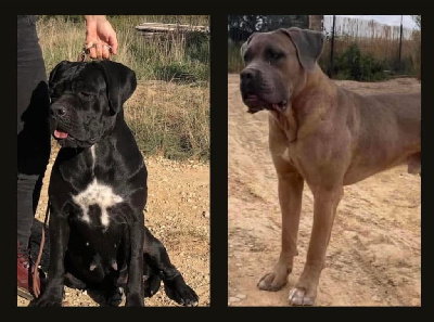 Du Mas Des Origines - Cane Corso - Portée née le 22/12/2024