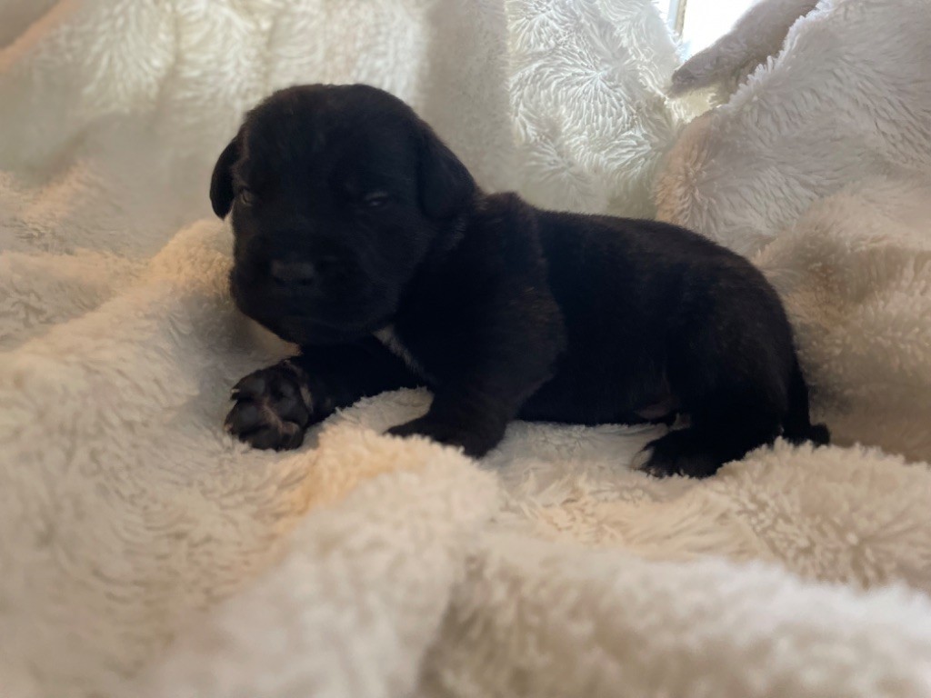 Du Mas Des Origines - Chiot disponible  - Cane Corso