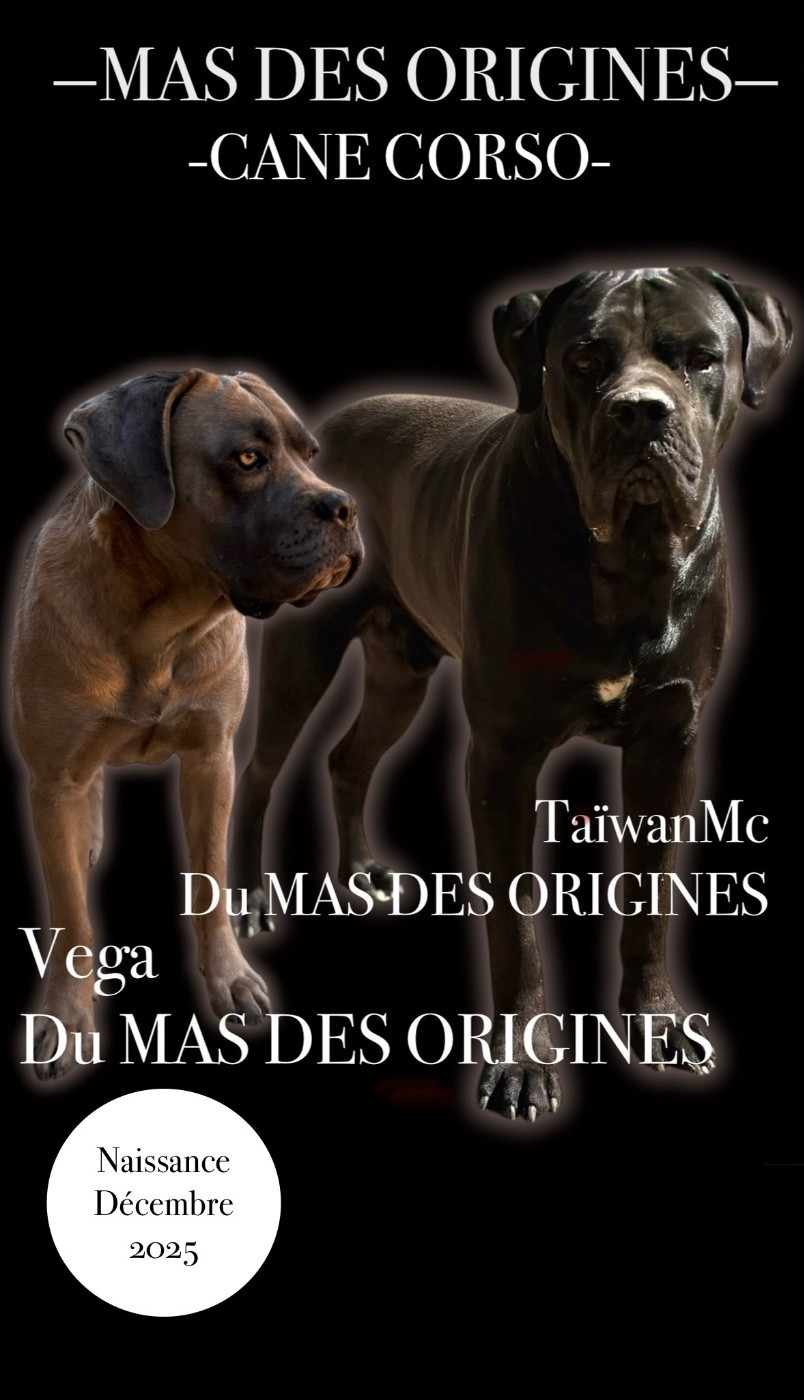 Prochainement naissance à l élevage 