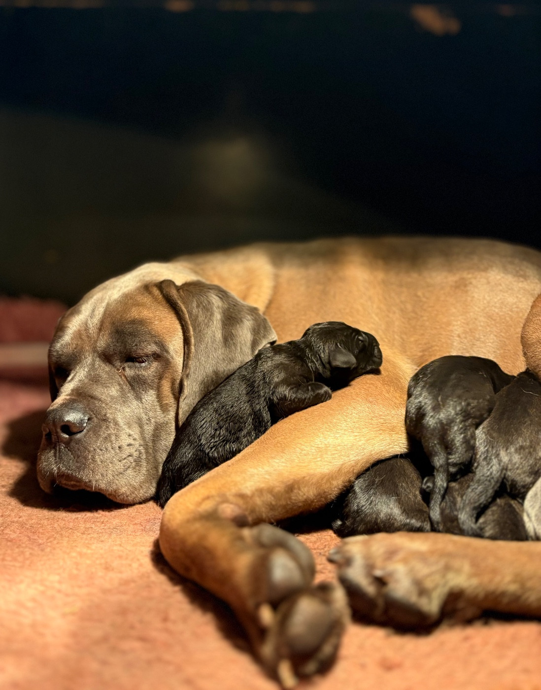 Le 7 décembre, 11 petits museaux sont apparus à l élevage!