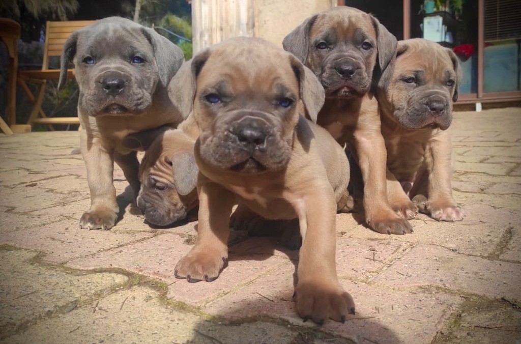Chiot Cane Corso Du Mas Des Origines