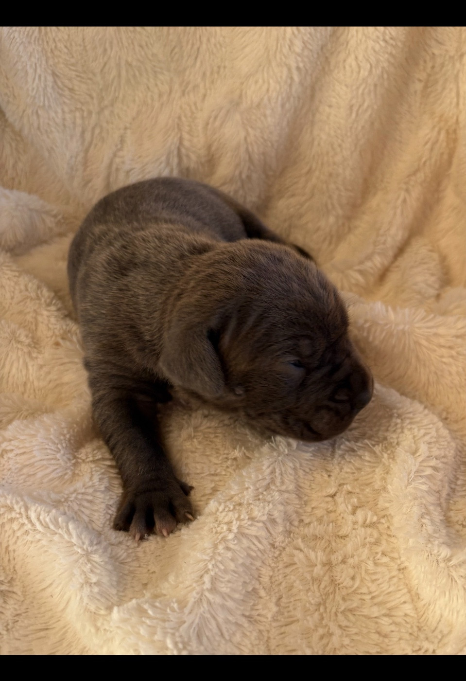 Du Mas Des Origines - Chiots disponibles - Cane Corso