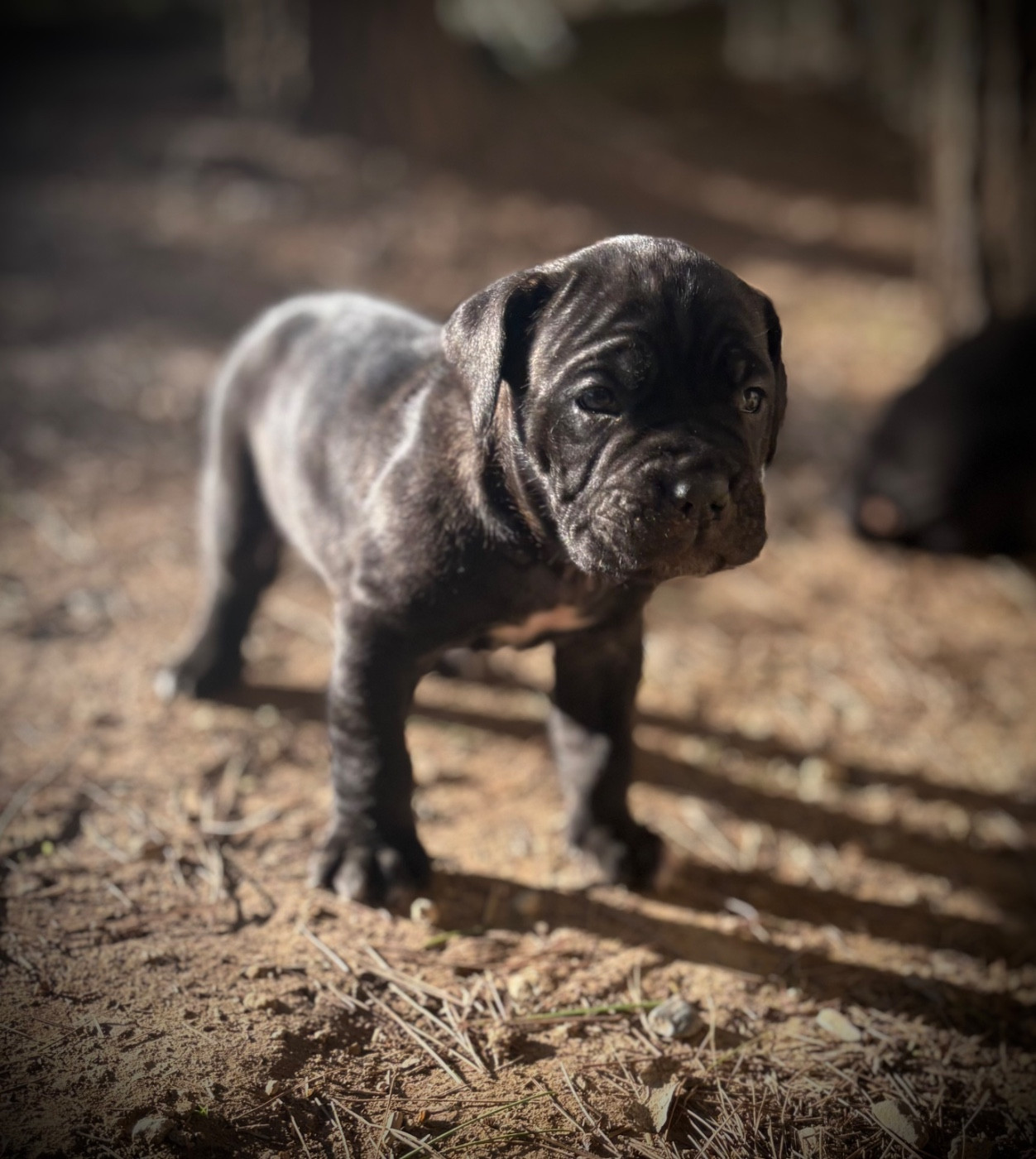 Du Mas Des Origines - Chiots disponibles - Cane Corso