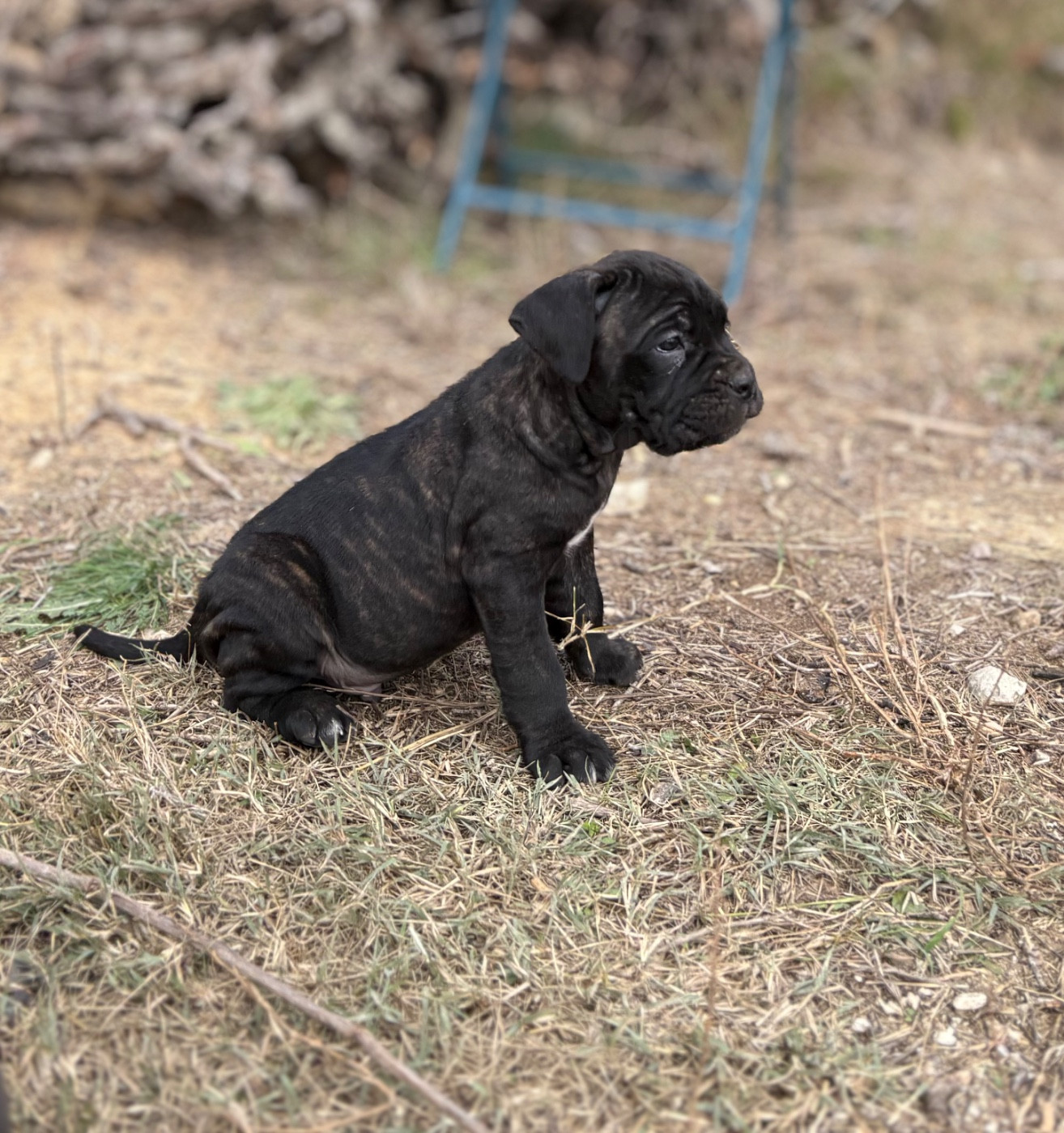 Du Mas Des Origines - Chiots disponibles - Cane Corso
