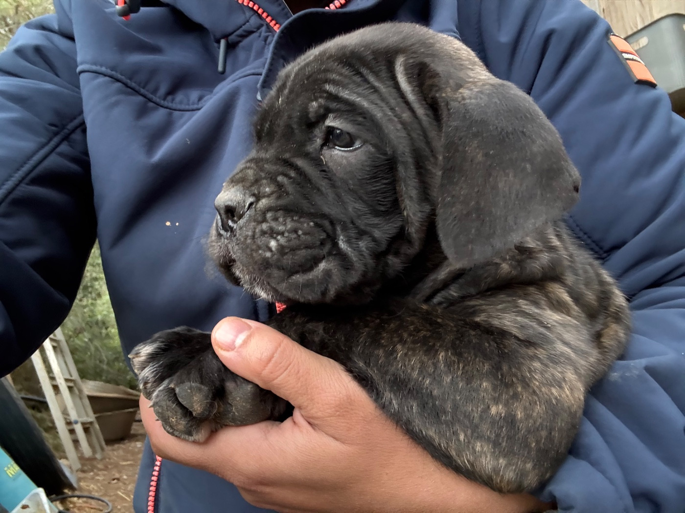 Du Mas Des Origines - Chiots disponibles - Cane Corso