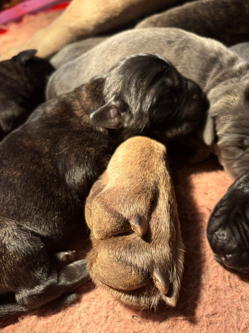 Du Mas Des Origines - Chiots disponibles - Cane Corso