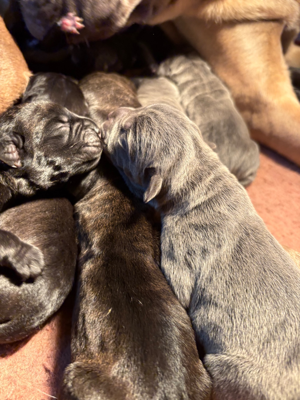 Du Mas Des Origines - Chiots disponibles - Cane Corso