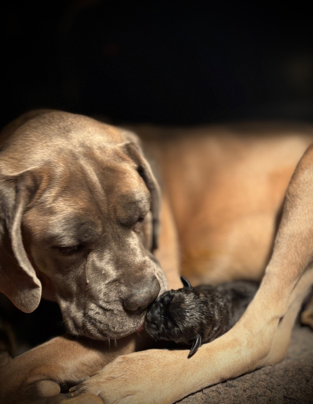 Du Mas Des Origines - Chiots disponibles - Cane Corso