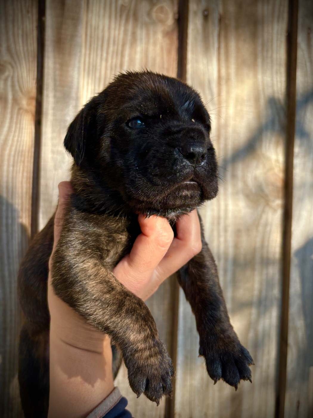Du Mas Des Origines - Chiots disponibles - Cane Corso