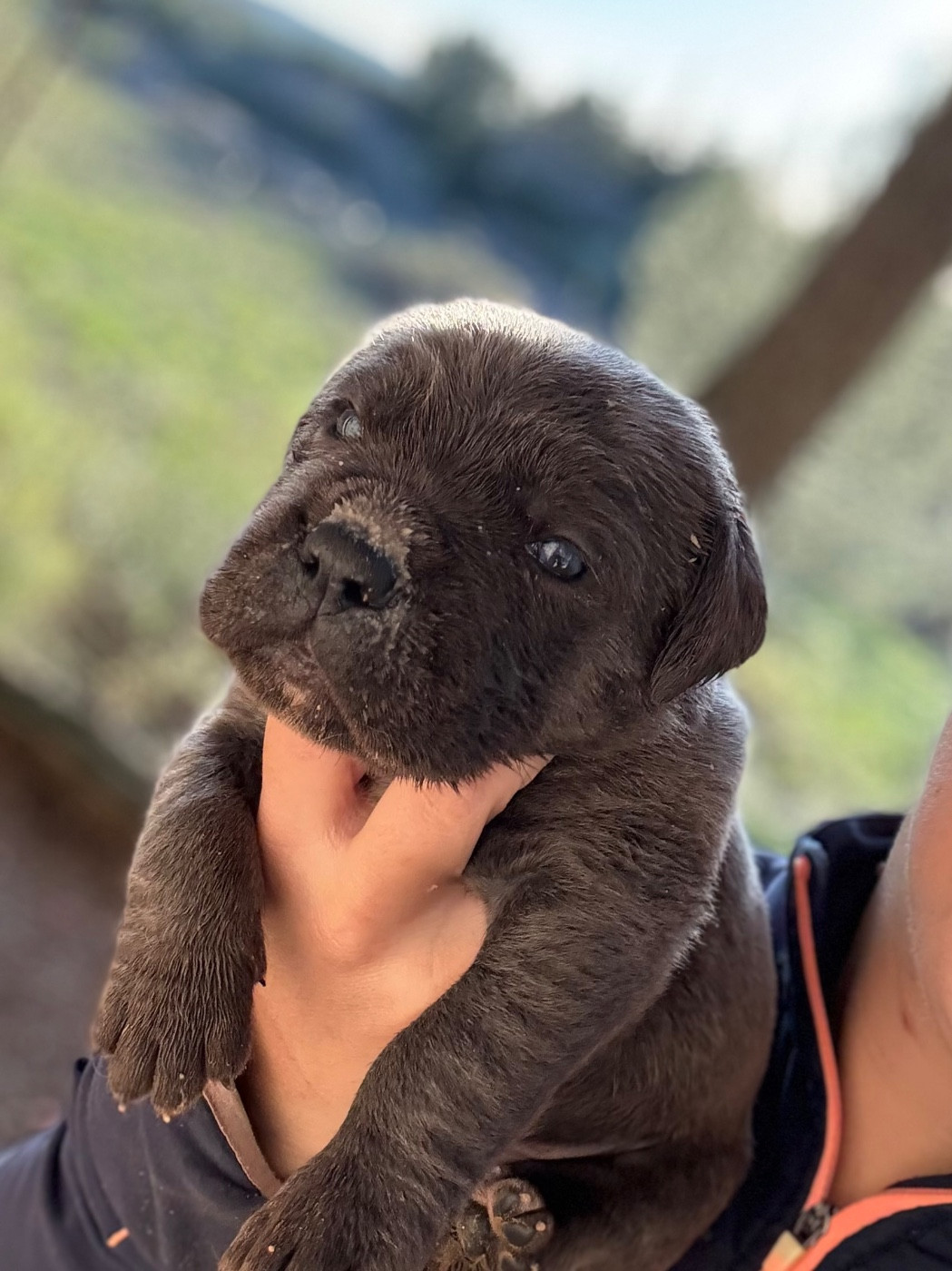 Du Mas Des Origines - Chiots disponibles - Cane Corso