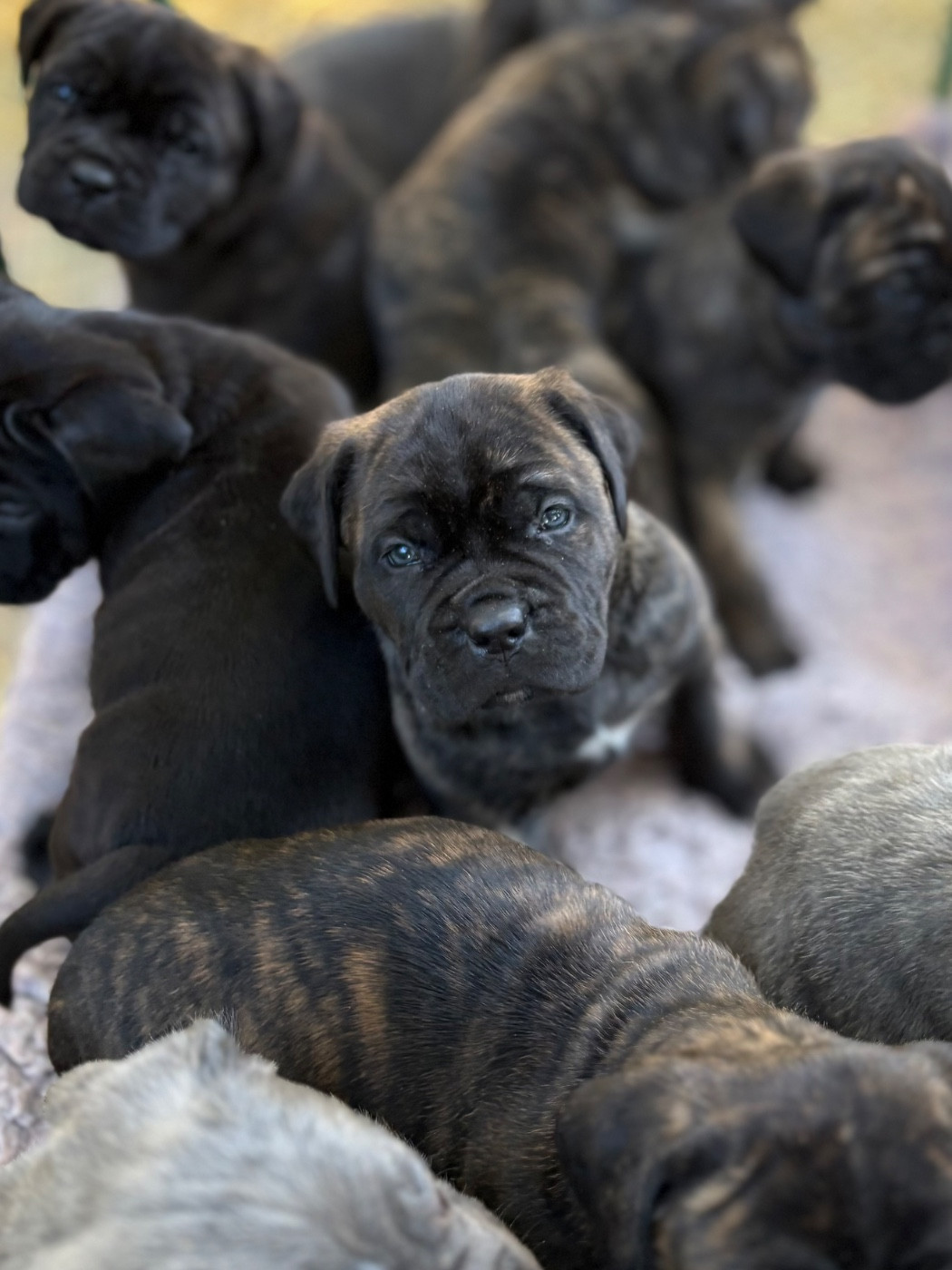 Du Mas Des Origines - Chiots disponibles - Cane Corso