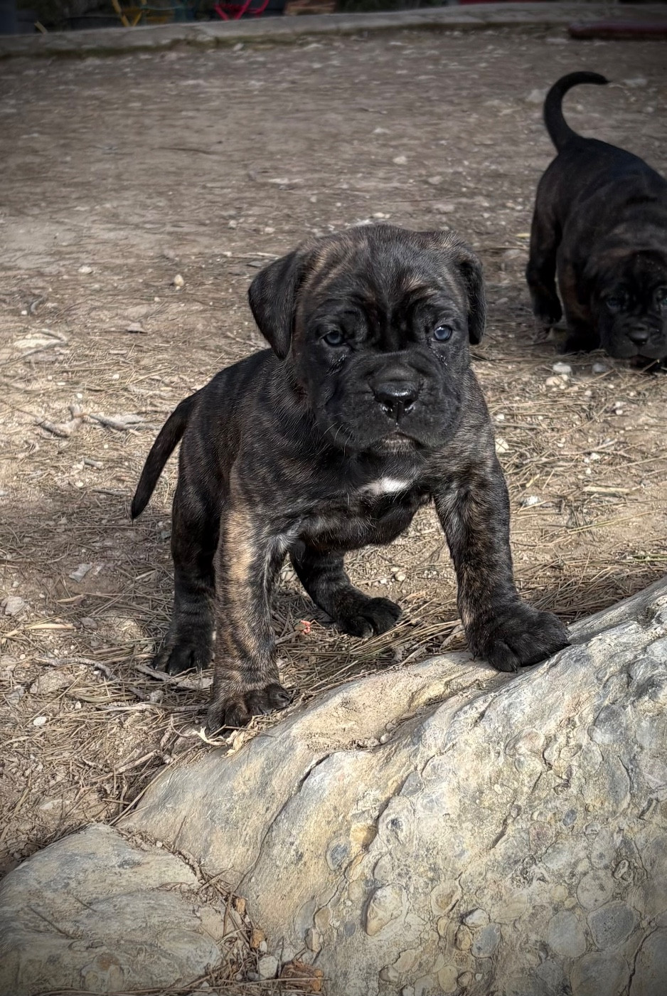 Du Mas Des Origines - Chiots disponibles - Cane Corso