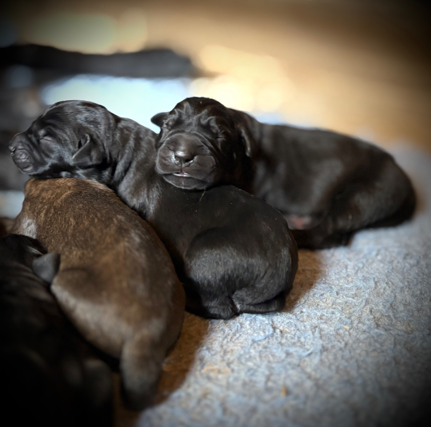 Du Mas Des Origines - Chiots disponibles - Cane Corso
