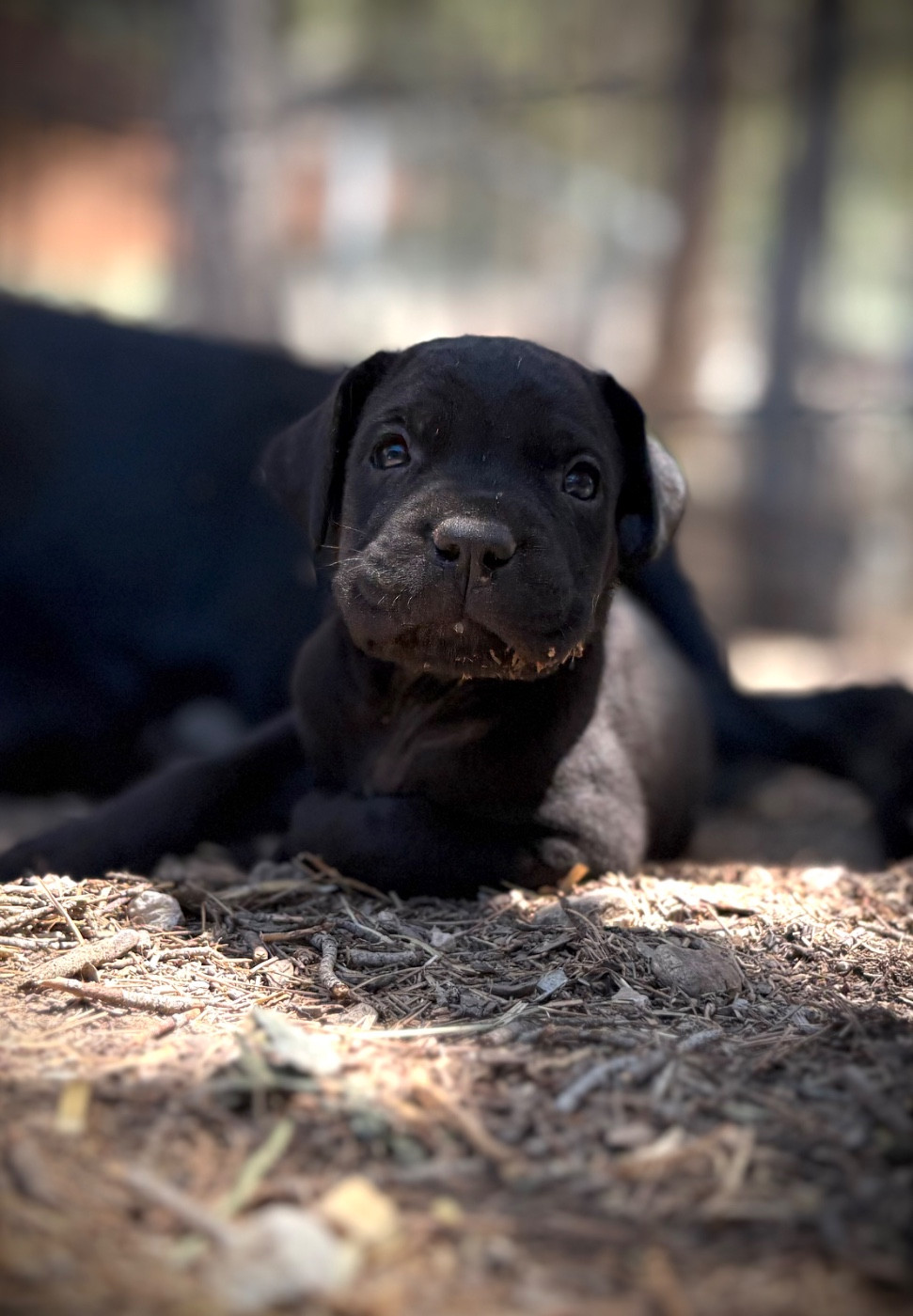 Du Mas Des Origines - Chiots disponibles - Cane Corso