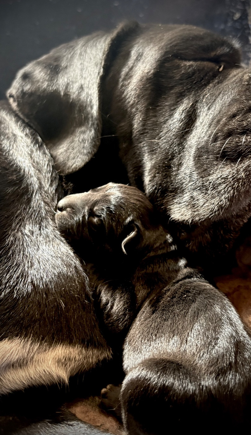 Du Mas Des Origines - Cane Corso - Portée née le 07/07/2026