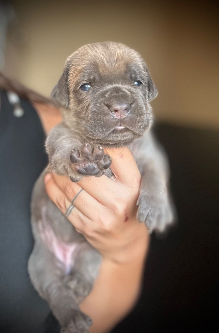 Du Mas Des Origines - Chiots disponibles - Cane Corso