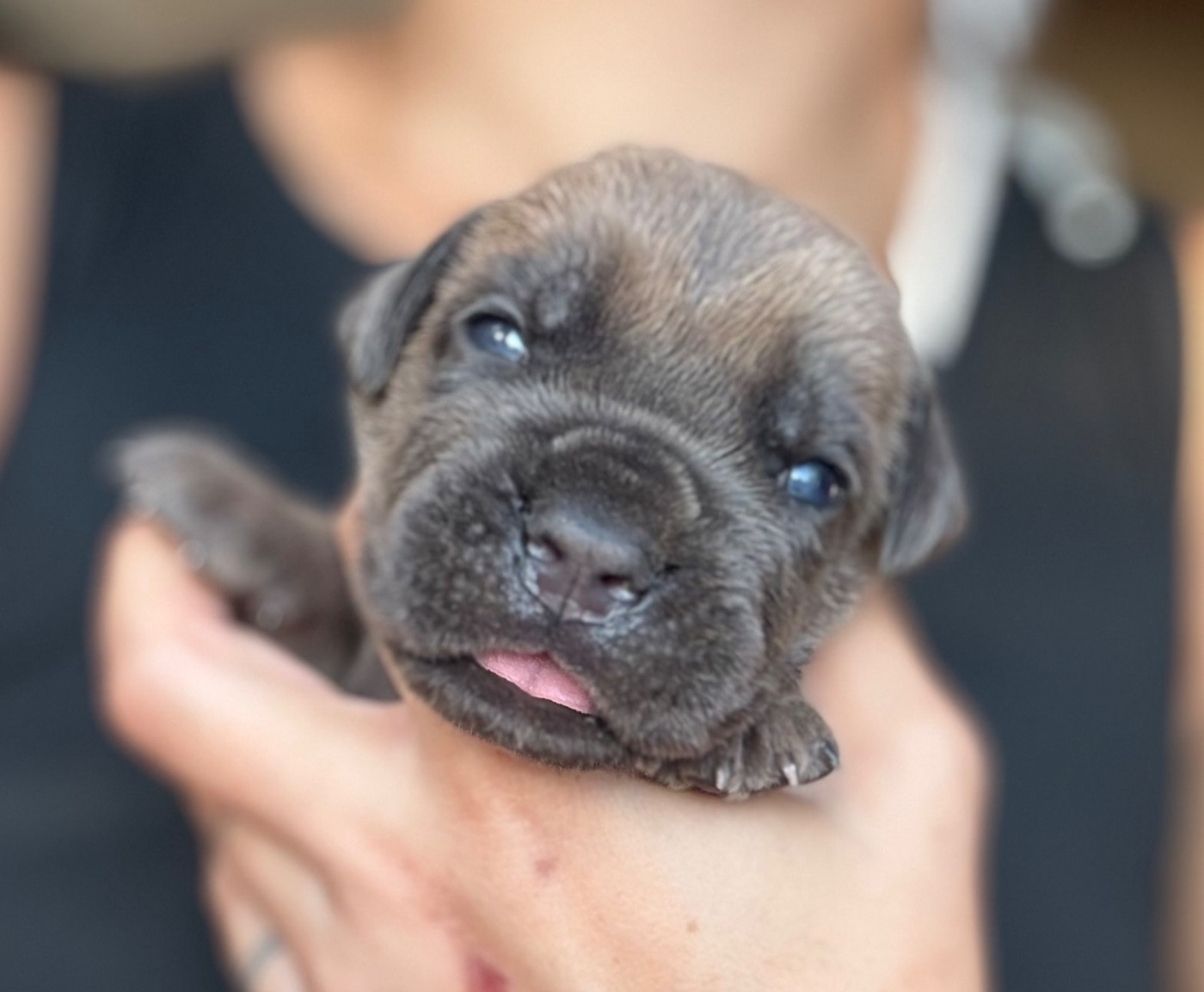 Du Mas Des Origines - Chiots disponibles - Cane Corso