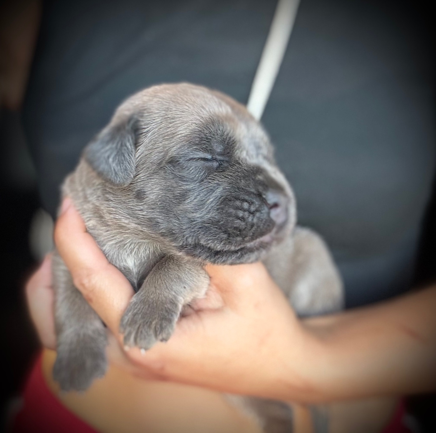 Du Mas Des Origines - Chiots disponibles - Cane Corso