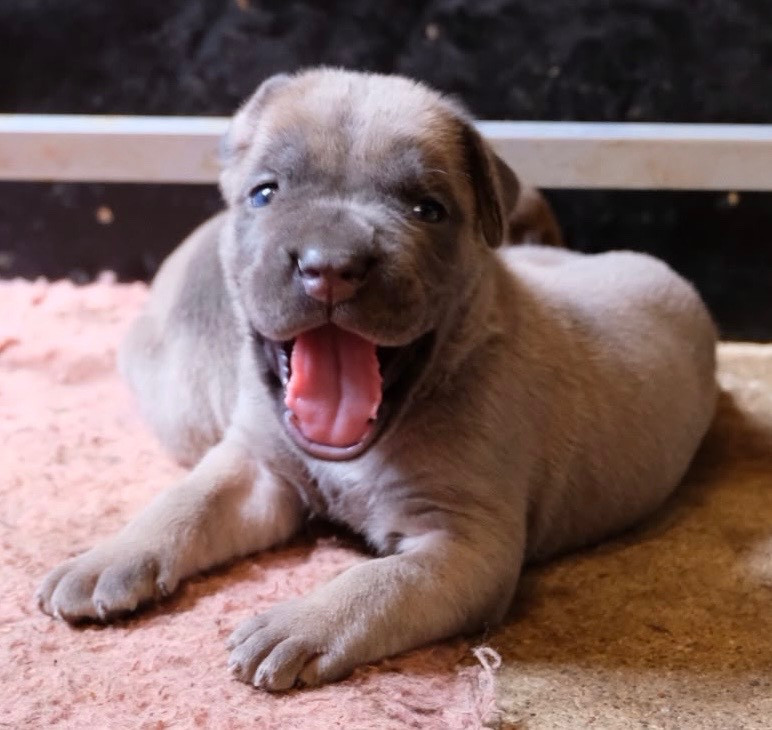 Du Mas Des Origines - Chiots disponibles - Cane Corso