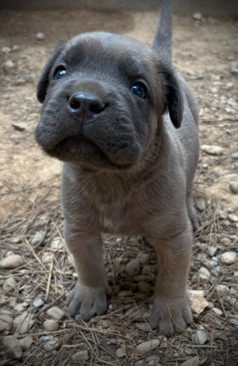 Du Mas Des Origines - Chiots disponibles - Cane Corso