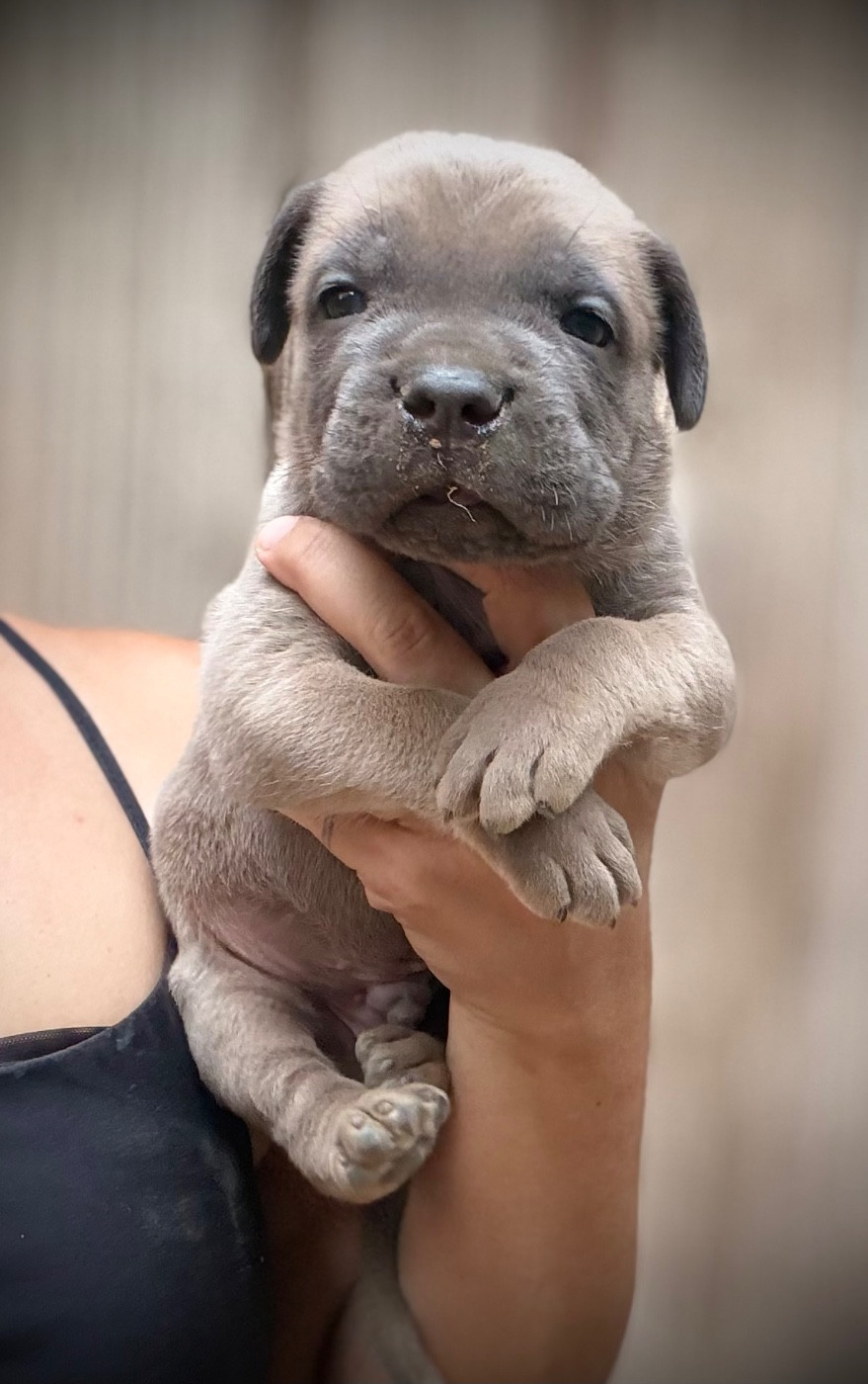 Du Mas Des Origines - Chiots disponibles - Cane Corso
