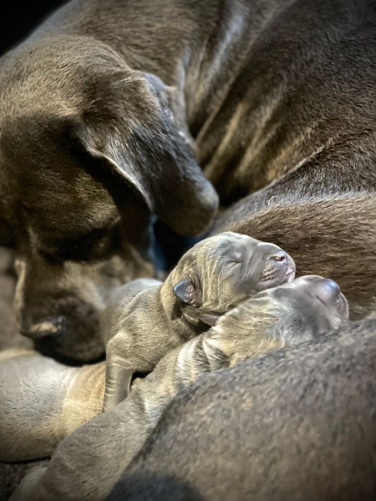 Du Mas Des Origines - Cane Corso - Portée née le 27/06/2025