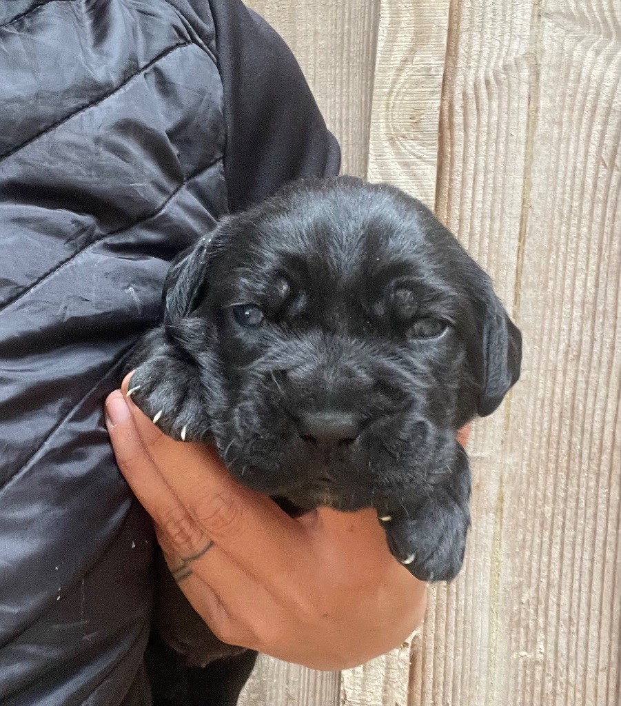 Du Mas Des Origines - Chiots disponibles - Cane Corso