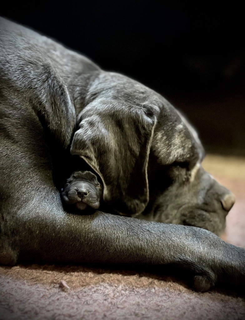 Du Mas Des Origines - Chiots disponibles - Cane Corso