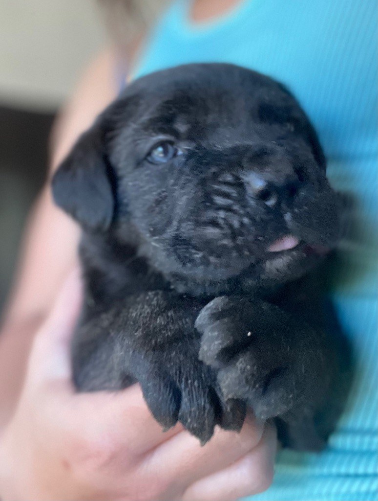 Du Mas Des Origines - Chiots disponibles - Cane Corso