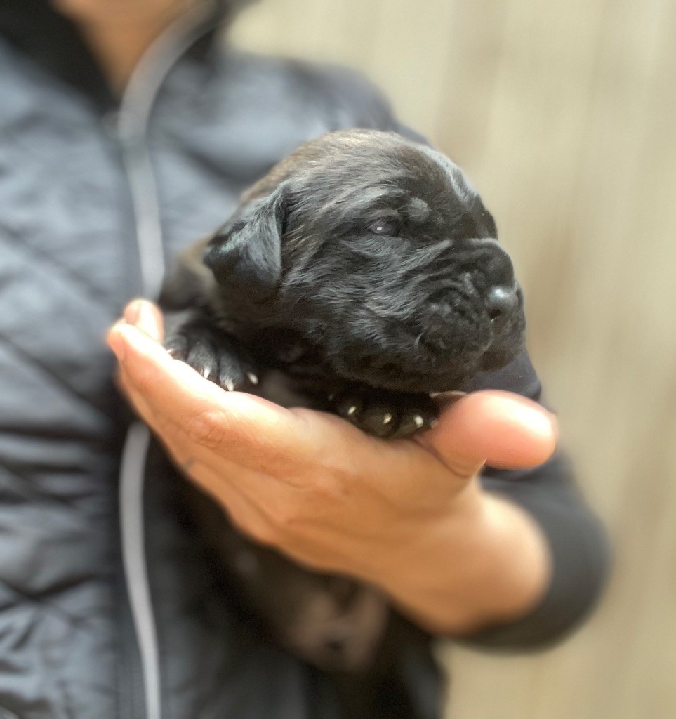 Du Mas Des Origines - Chiots disponibles - Cane Corso