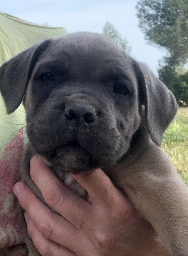Du Mas Des Origines - Cane Corso - Portée née le 09/03/2023