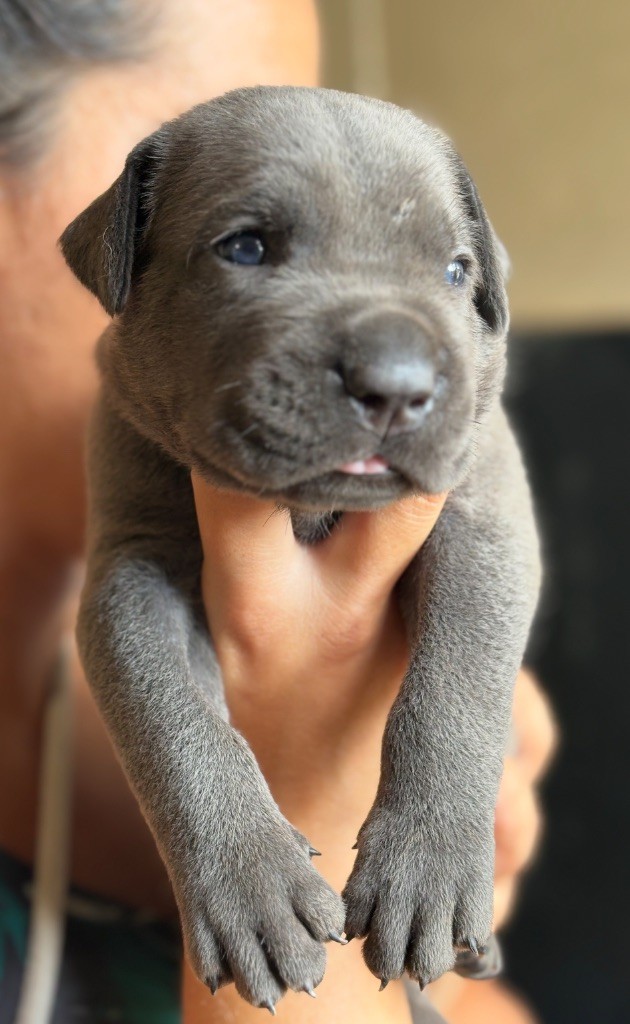 Du Mas Des Origines - Chiots disponibles - Cane Corso