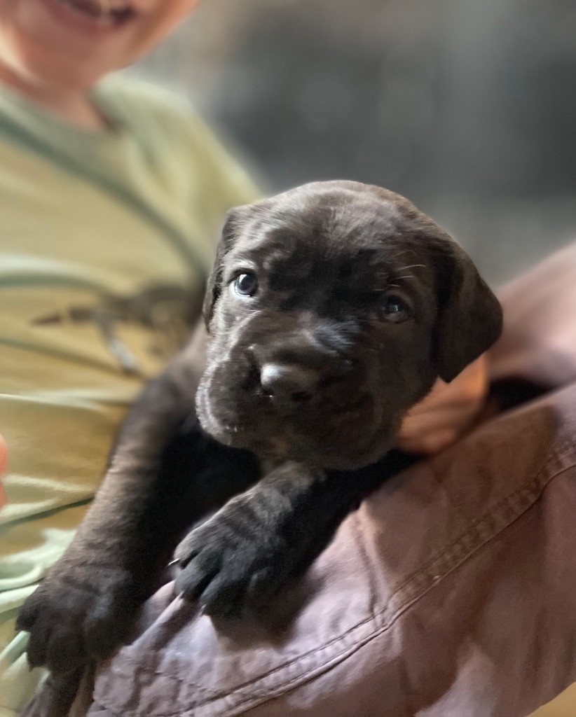 Du Mas Des Origines - Chiots disponibles - Cane Corso