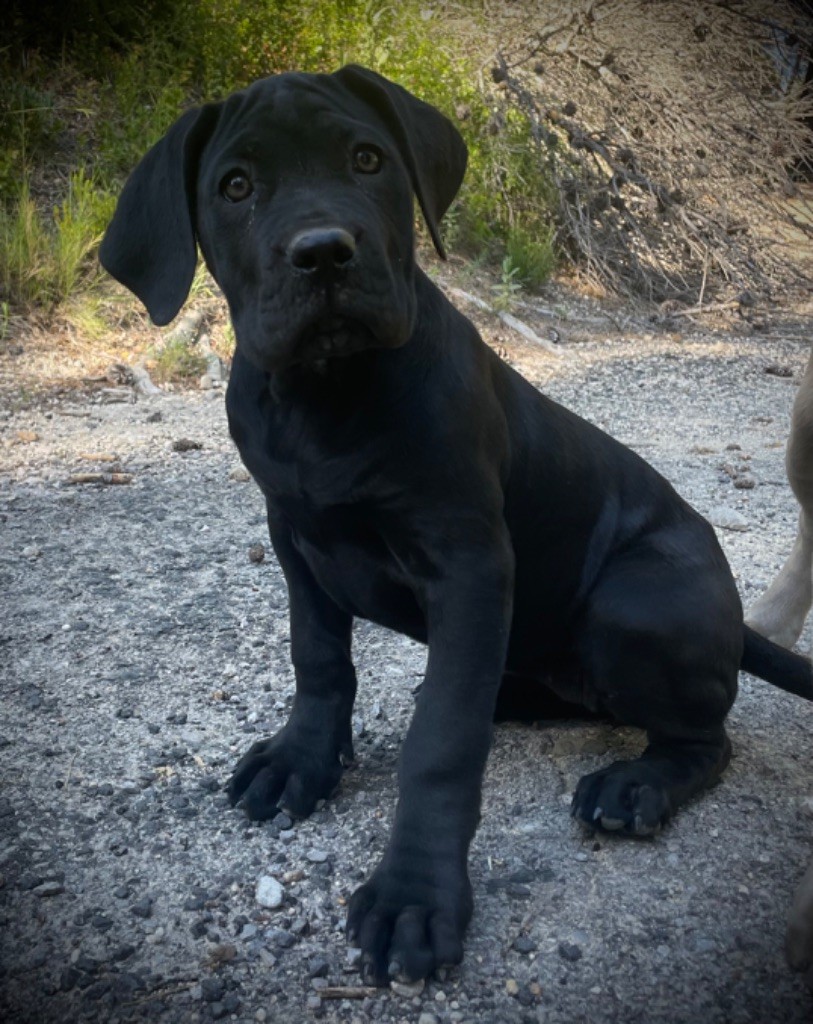 Du Mas Des Origines - Cane Corso - Portée née le 28/02/2024