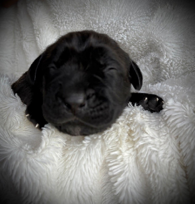 CHIOT