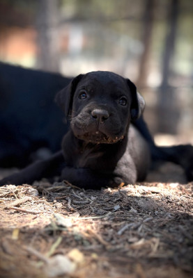 Chiot N°6