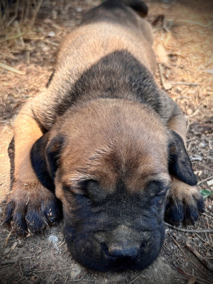 Chiot N°7