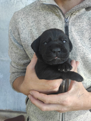 CHIOT