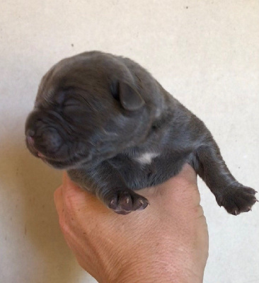 CHIOT