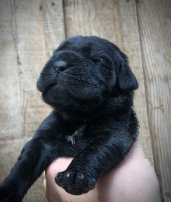 CHIOT