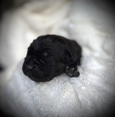 CHIOT