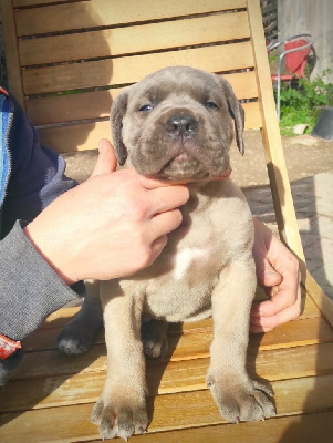 CHIOT