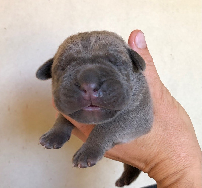 CHIOT