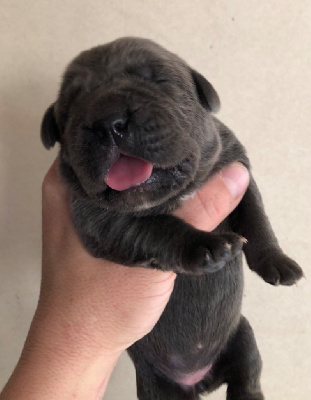CHIOT 6